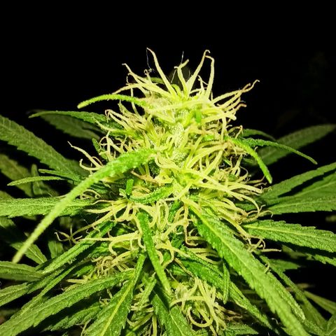 007 growlog timeline photo