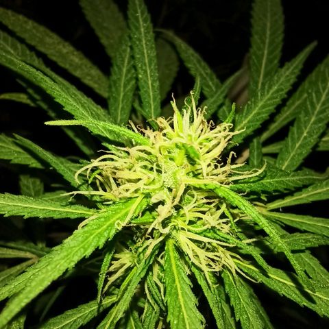 007 growlog timeline photo