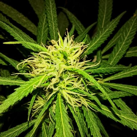 007 growlog timeline photo