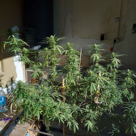 007 growlog timeline photo