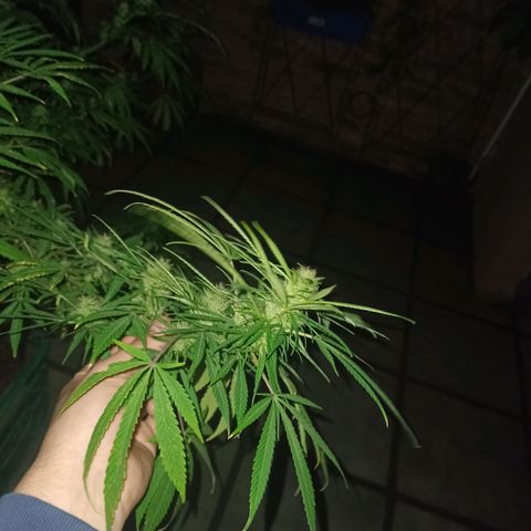 007 growlog timeline photo