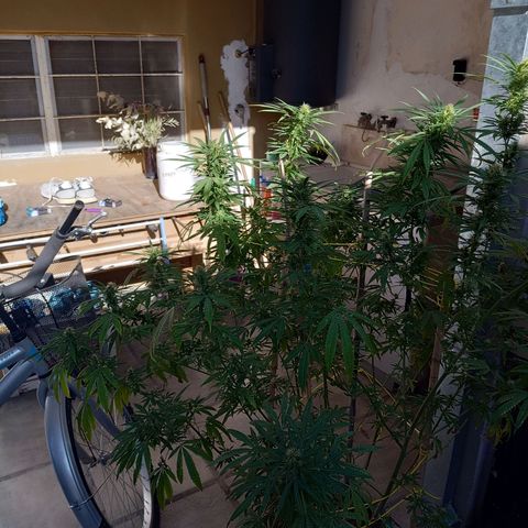 007 growlog timeline photo