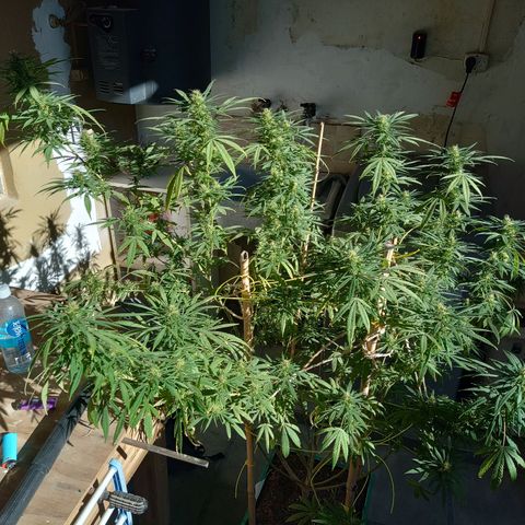 007 growlog timeline photo