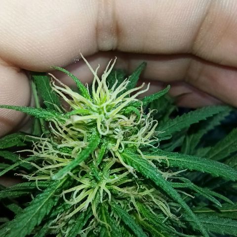 007 growlog timeline photo