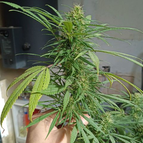 007 growlog timeline photo