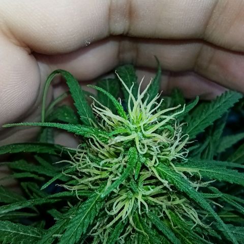 007 growlog timeline photo