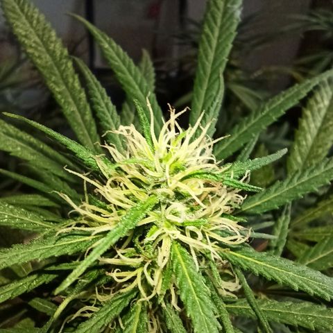 007 growlog timeline photo