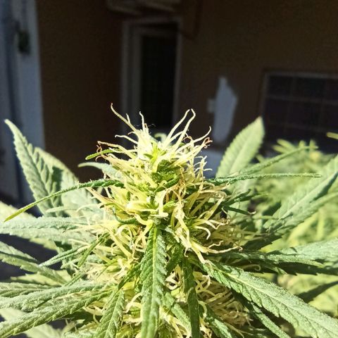 007 growlog timeline photo