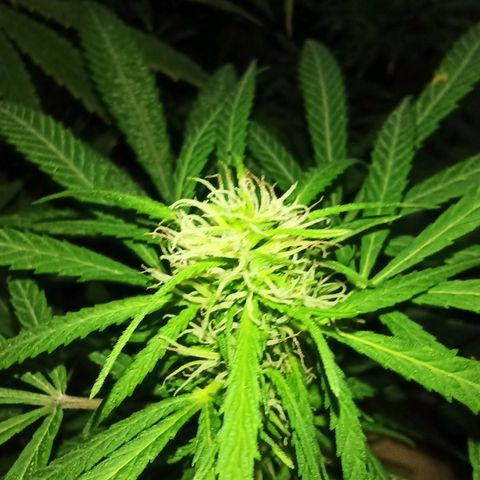 007 growlog timeline photo