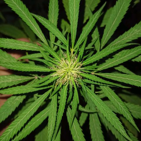 007 growlog timeline photo