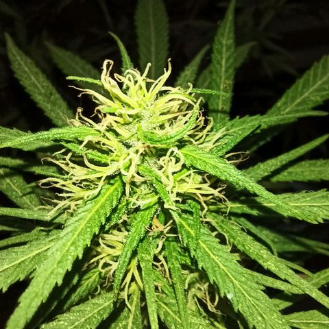 007 growlog timeline photo