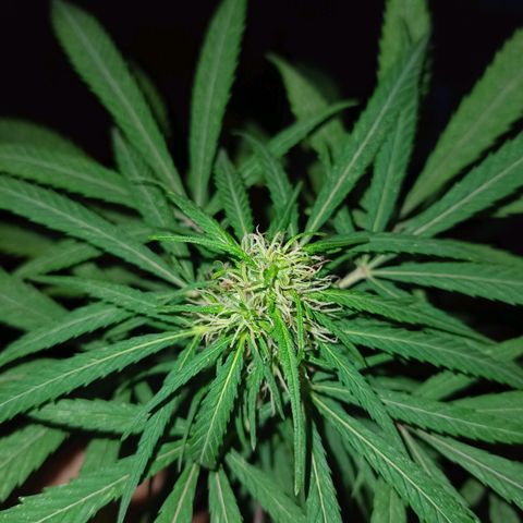 007 growlog timeline photo