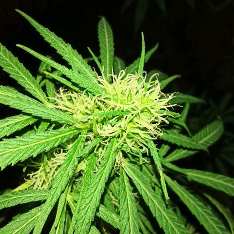 007 growlog timeline photo
