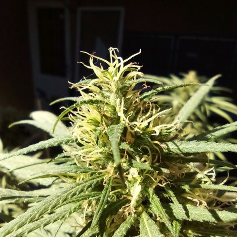 007 growlog timeline photo
