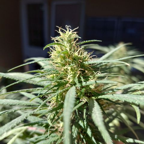 007 growlog timeline photo