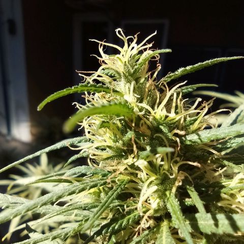 007 growlog timeline photo