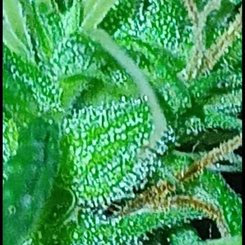 007 growlog timeline photo