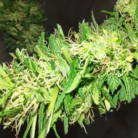 007 growlog timeline photo