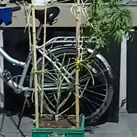 007 growlog timeline photo