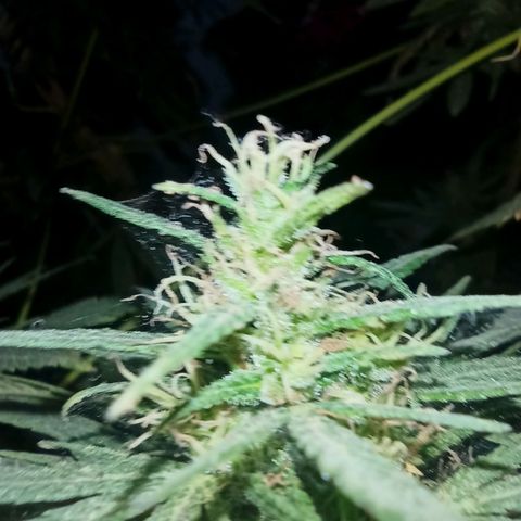 007 growlog timeline photo