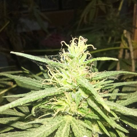 007 growlog timeline photo