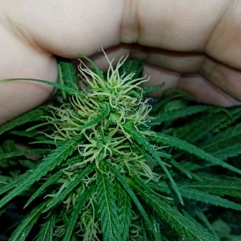 007 growlog timeline photo