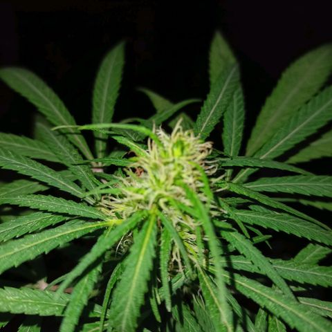 007 growlog timeline photo