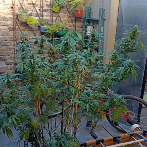 007 growlog timeline photo