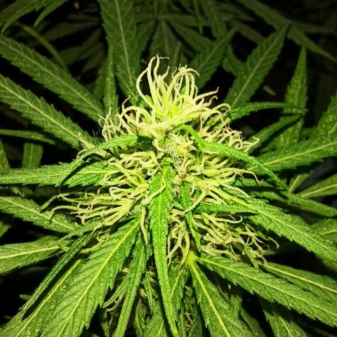007 growlog timeline photo
