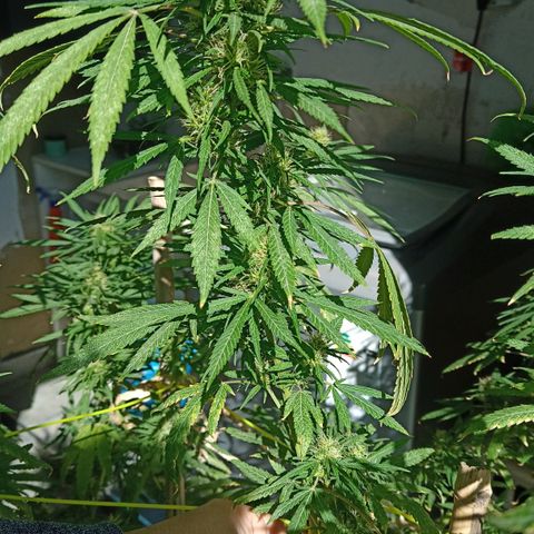 007 growlog timeline photo