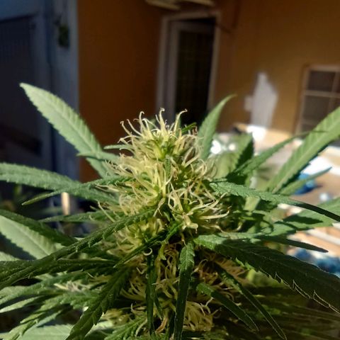 007 growlog timeline photo