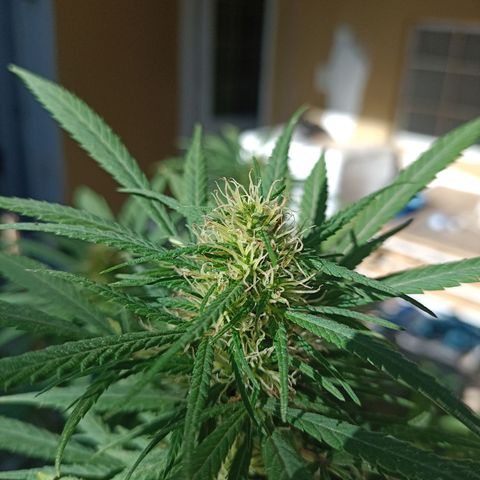 007 growlog timeline photo