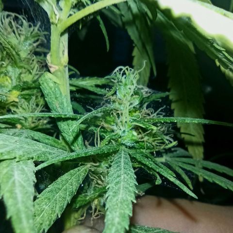 007 growlog timeline photo