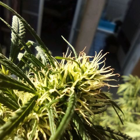 007 growlog timeline photo