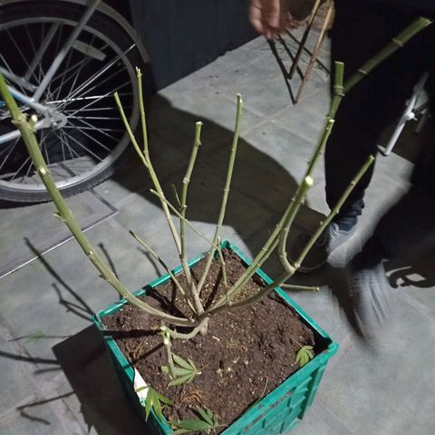 007 growlog timeline photo