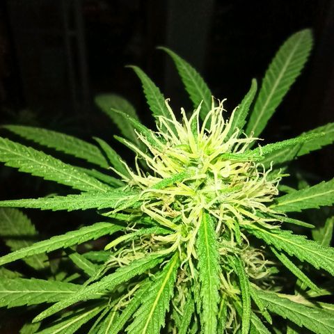 007 growlog timeline photo