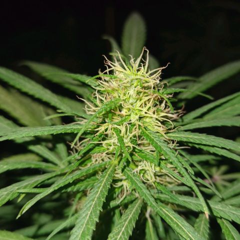 007 growlog timeline photo