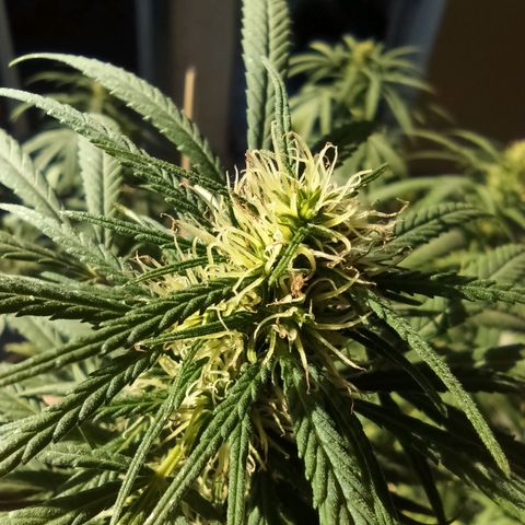 007 growlog timeline photo