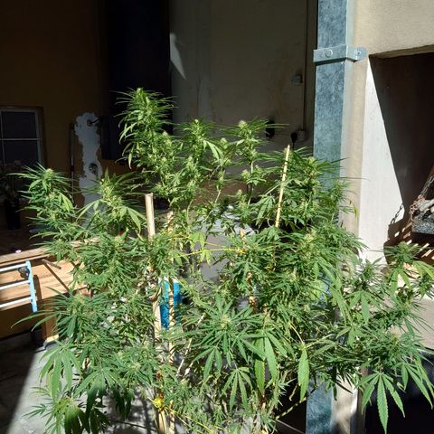 007 growlog timeline photo