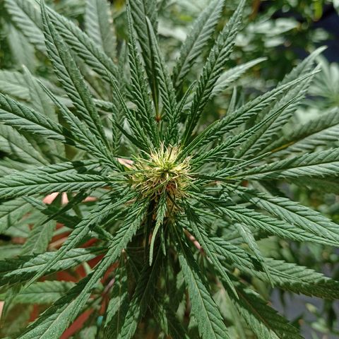 007 growlog timeline photo