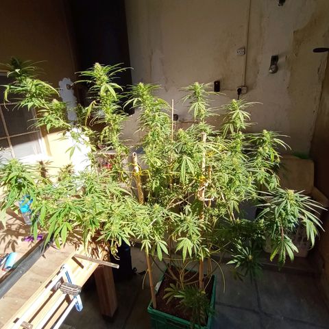 007 growlog timeline photo