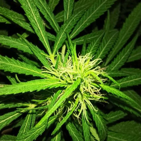 007 growlog timeline photo