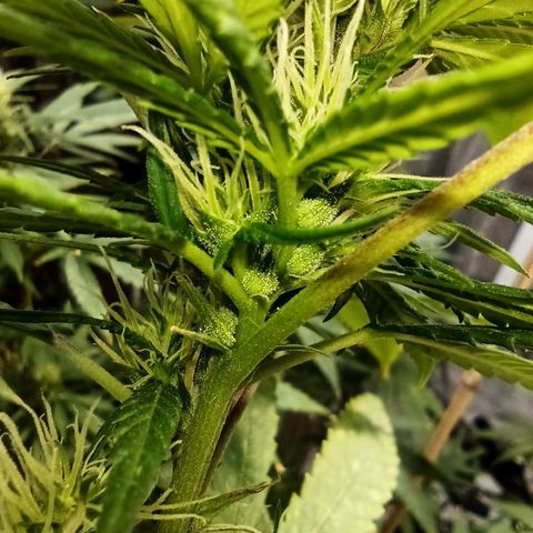 007 growlog timeline photo