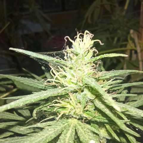 007 growlog timeline photo