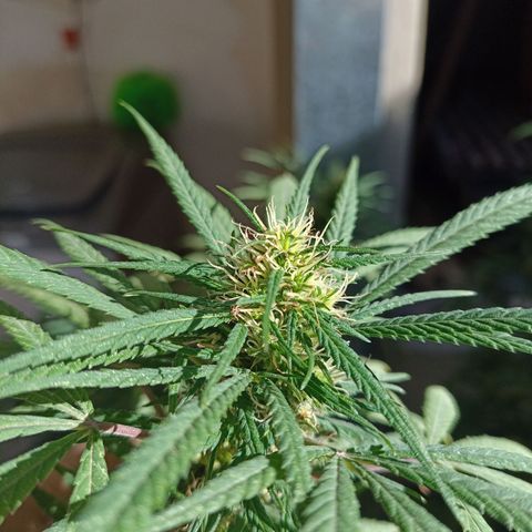 007 growlog timeline photo