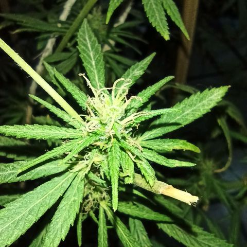 007 growlog timeline photo