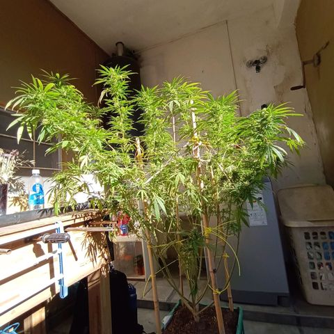 007 growlog timeline photo