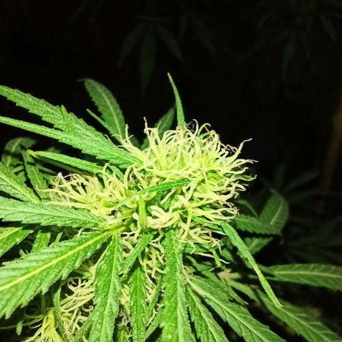 007 growlog timeline photo