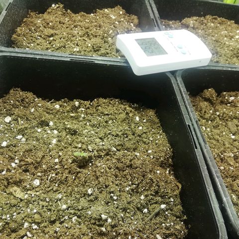 Blackberry growlog timeline photo