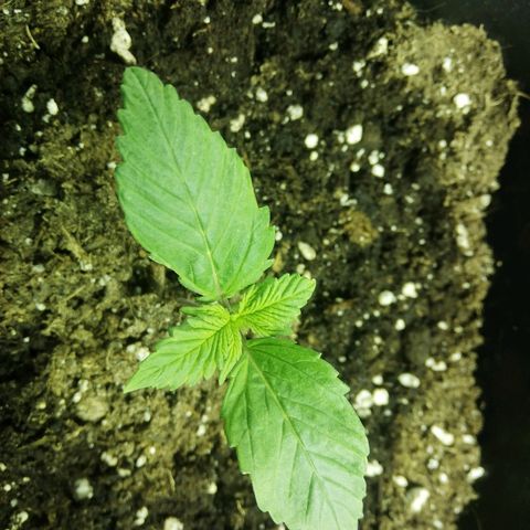 Blackberry growlog timeline photo